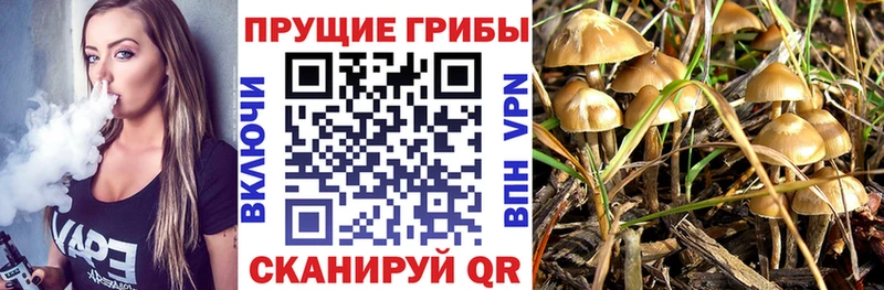 Галлюциногенные грибы Psilocybine cubensis  сайты даркнета как зайти  Красавино 